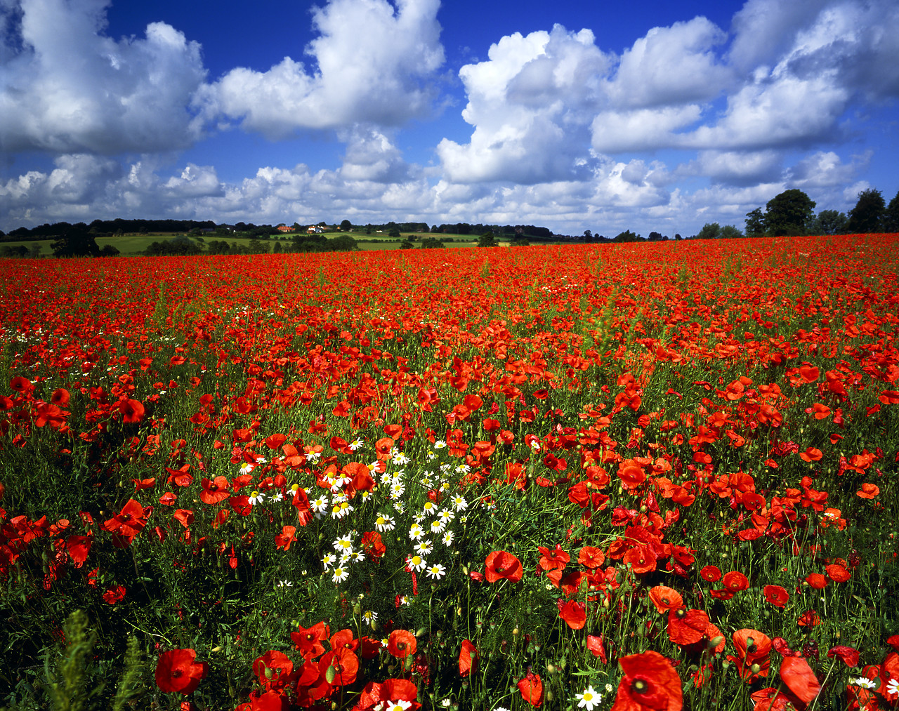 #881391-1 - Field of English Poppies, Norfolk, England