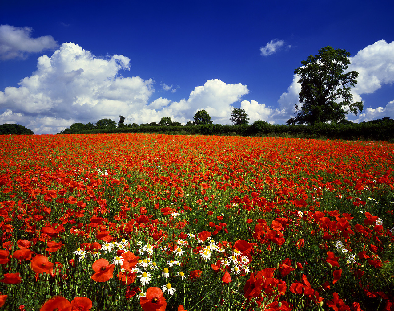 #881392-1 - Field of Poppies & Corn Daisies, Near Norwich, Norfolk, England