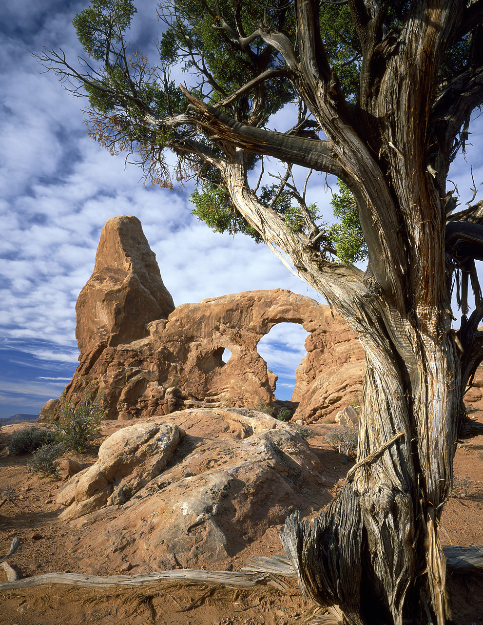 #881628 - Turret Arch & Juniper Tree, Arches National Park, Utah, USA