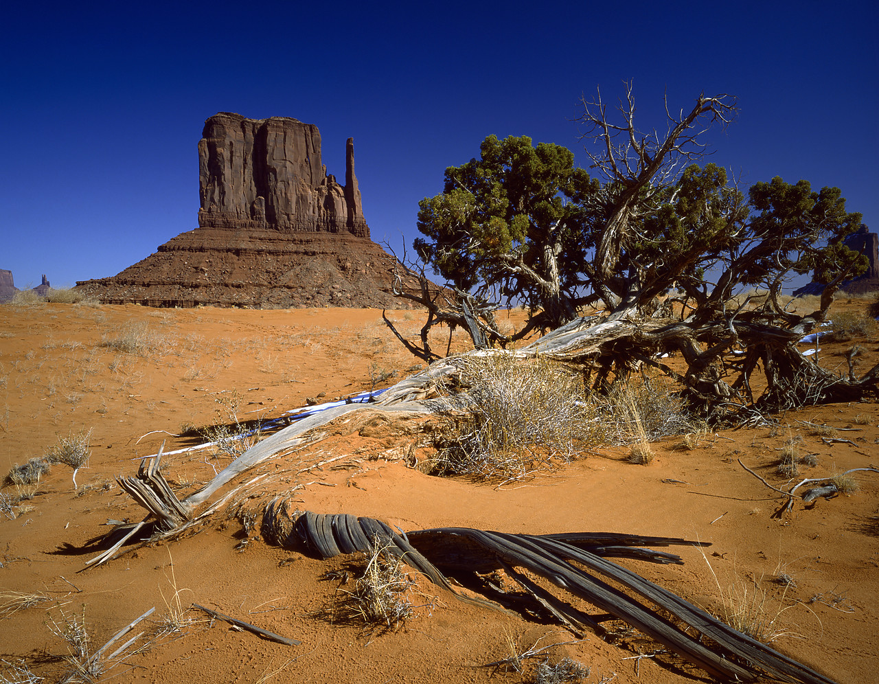 #891892 - Juniper Tree & Mitten Butte, Monument Valley, Arizona, USA