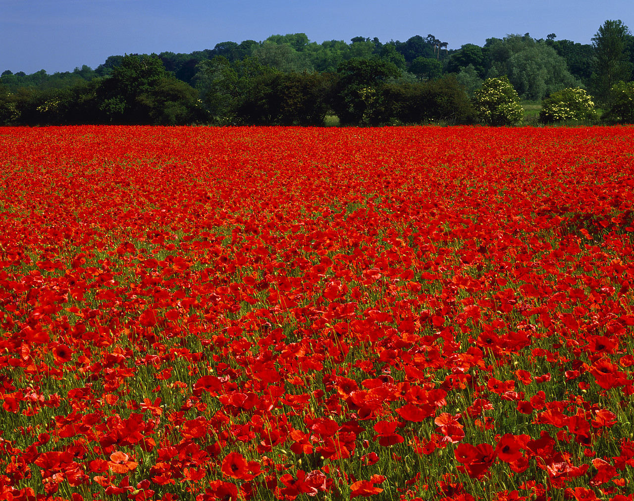 #892261-1 - Field of Poppies, near Keswick, Norfolk, England