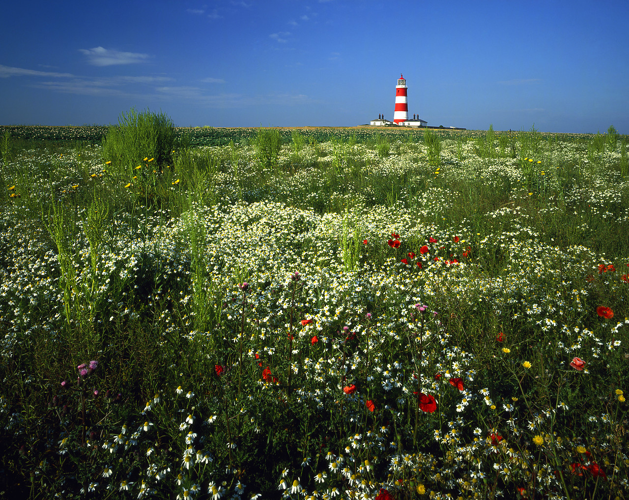#913432-1 - Happishburgh Lighthouse, Norfolk, England
