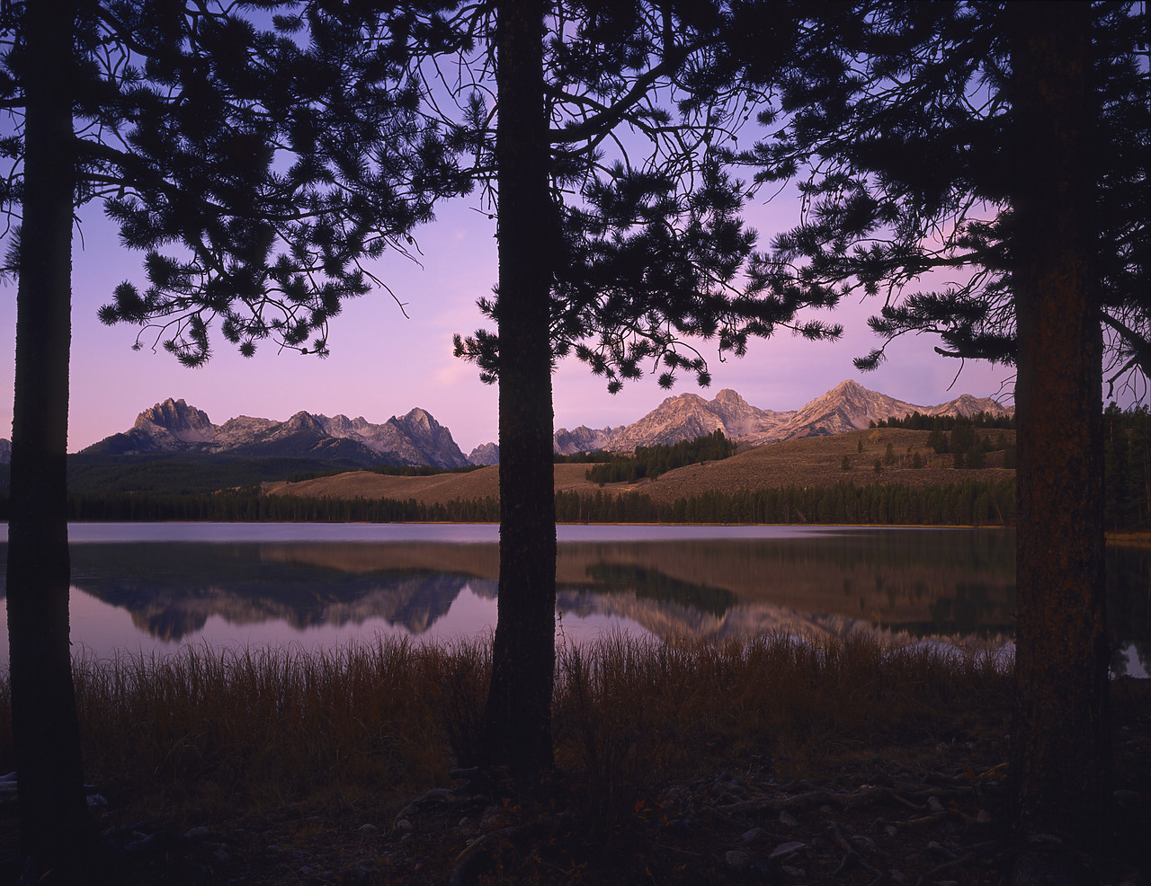 #913835-2 - Pine Trees Framing Sawtooth Mountains, Little Redfish Lake, Idaho, USA
