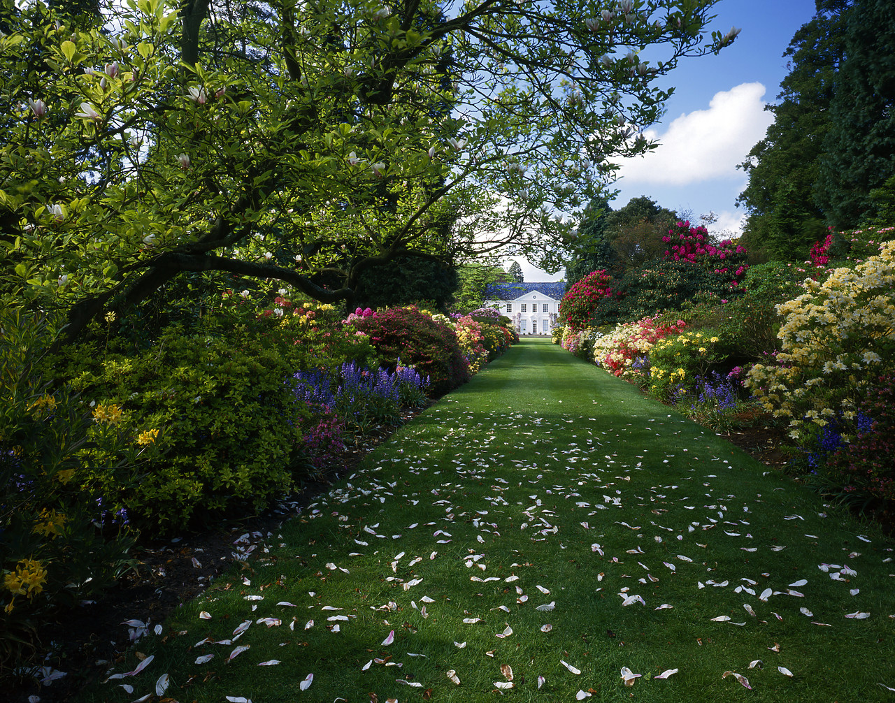 #944565 - Magnolia Petals on Garden Path, Stody Gardens, Norfolk, England