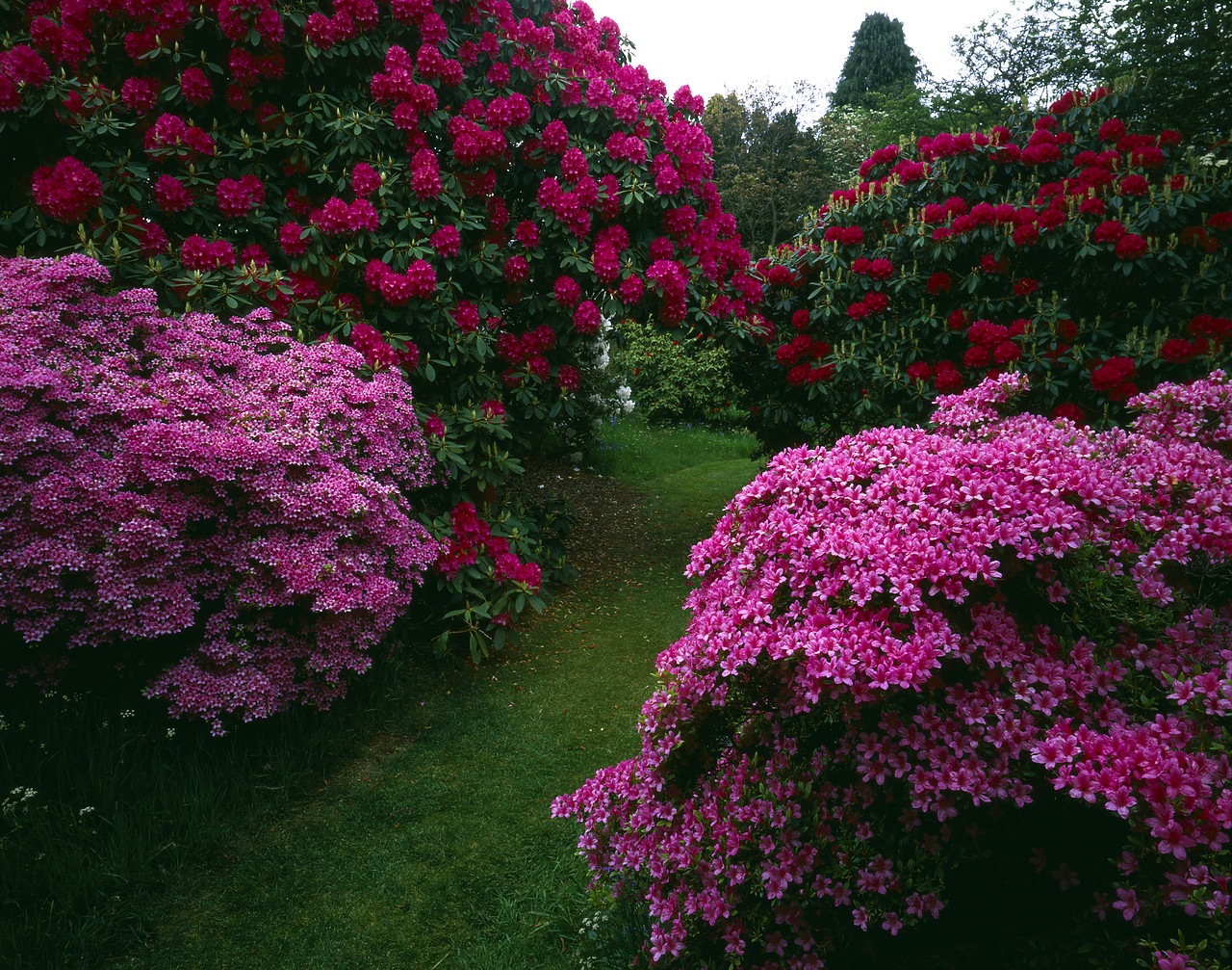#944567-1 - Azaleas & Rhododendrons, Stody Gardens, Norfolk, England