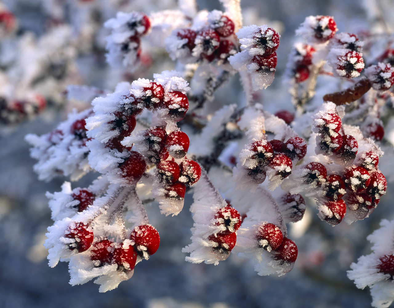 #955899-1 - Hawthorn Berries in Frost, Norfolk, England
