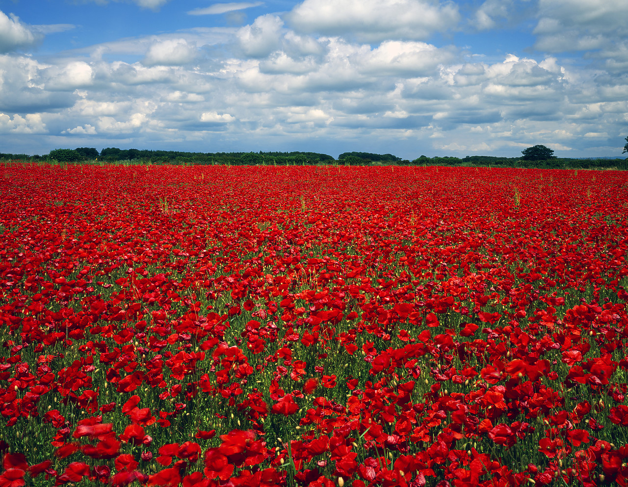 #966116-3 - Field of Poppies, North Yorkshire, England