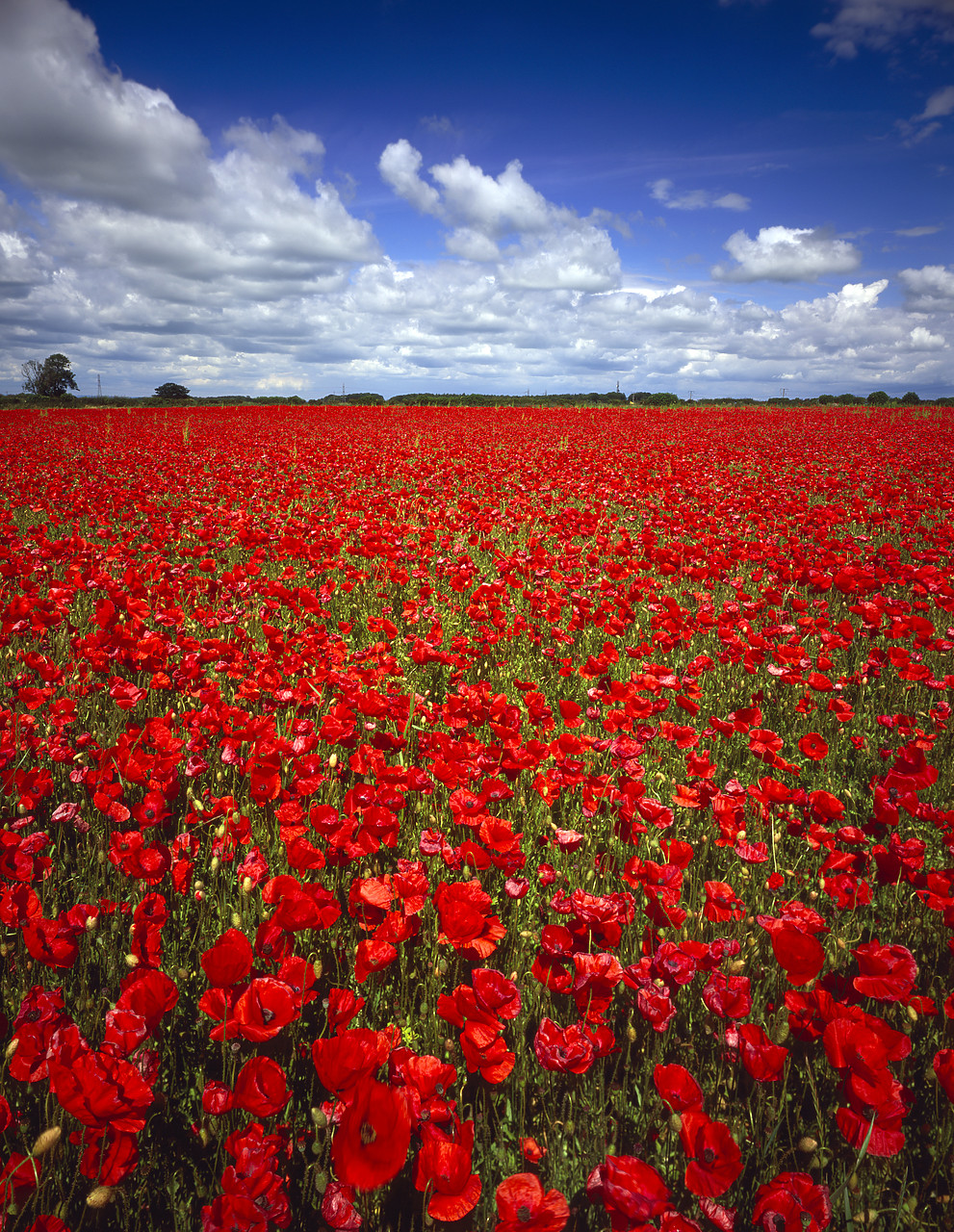 #966116-8 - Field of Poppies, North Yorkshire, England