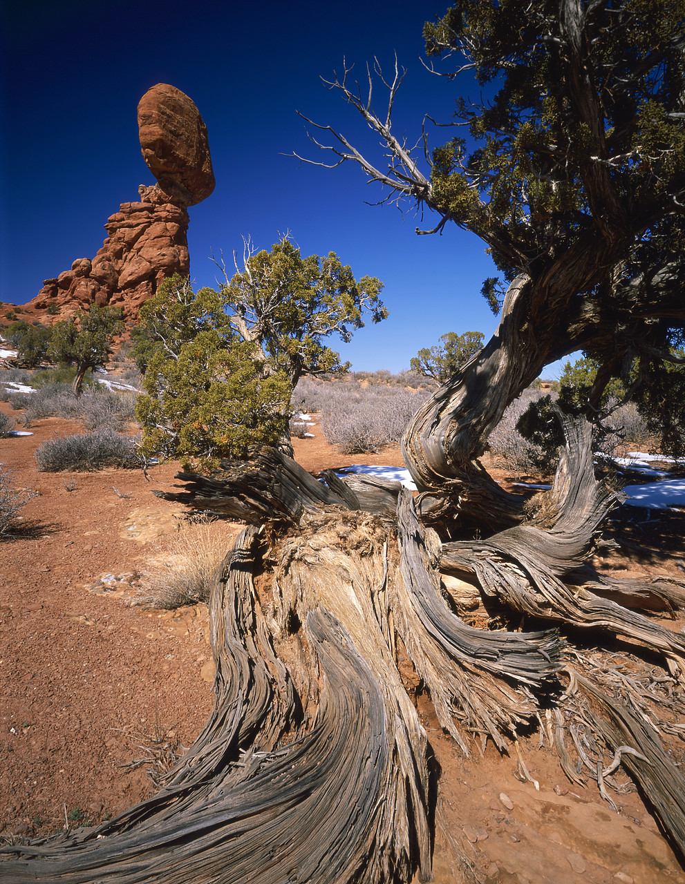 #970087-3 - Balanced Rock, & Juniper Tree, Arches National Park, Utah, USA