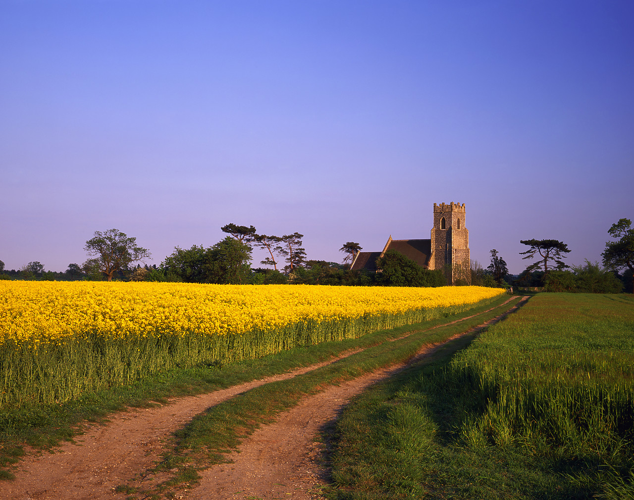 #970157-1 - Rape Field & Church, Broome, Norfolk, England