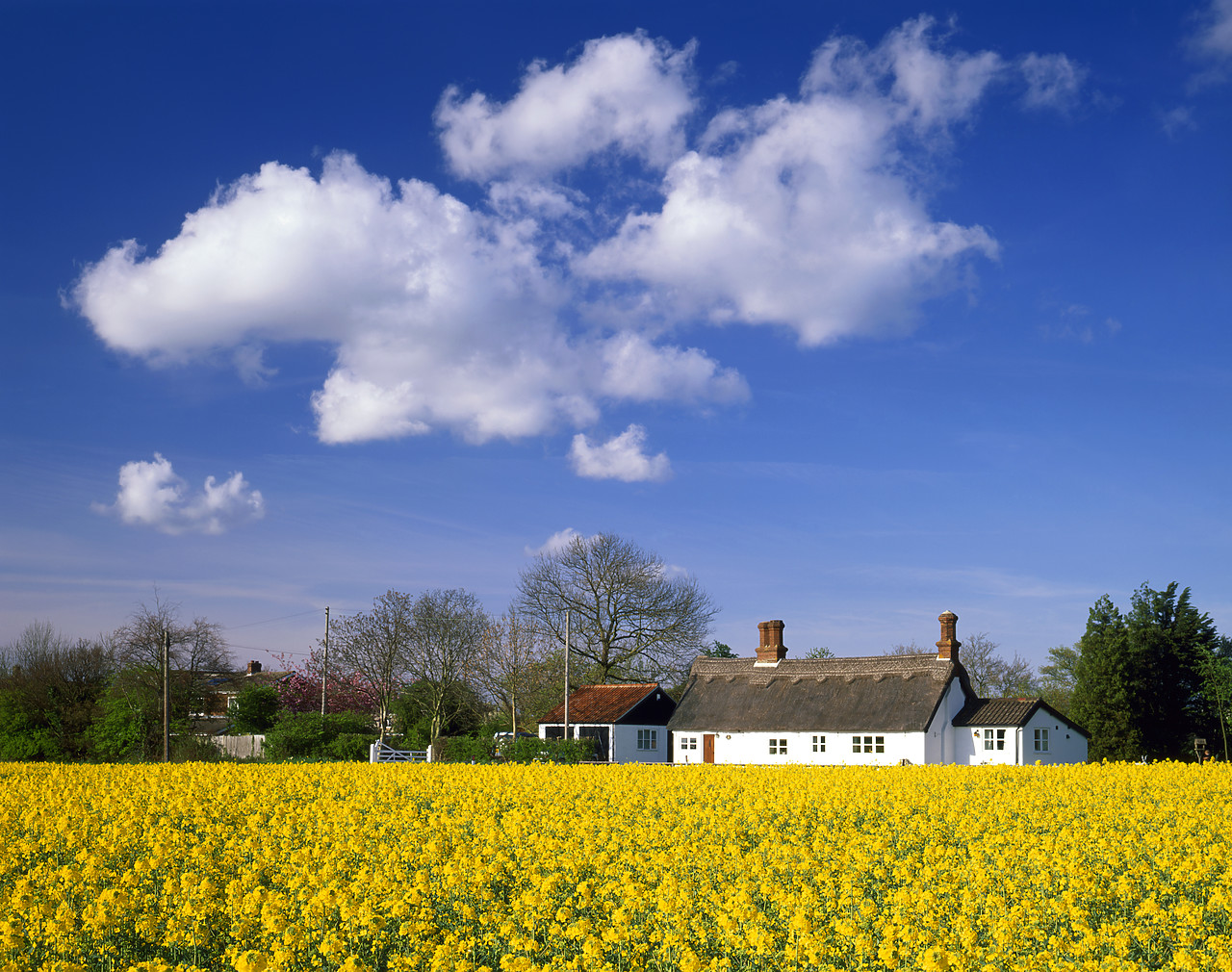 #970160-4 - Rape Field & Thatched Cottage, Ketteringham, Norfolk, England