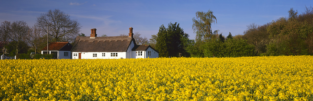 #970160-9 - Field of Rape & Cottage, Ketteringham, Norfolk, England