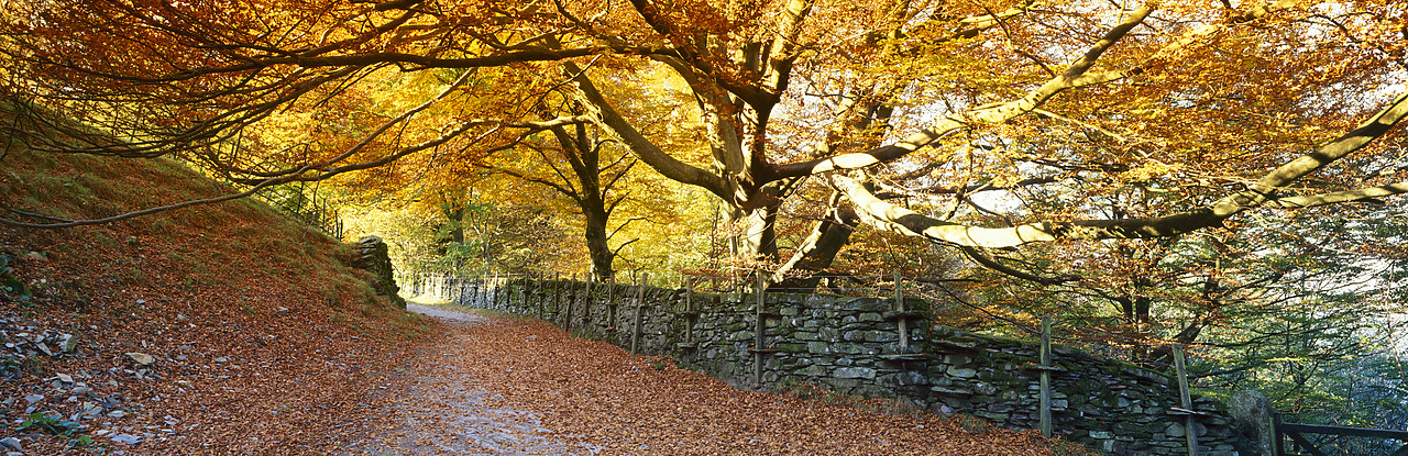 #970454-5 - Country Lane in Autumn, Lake Distict National Park, Cumbria, England