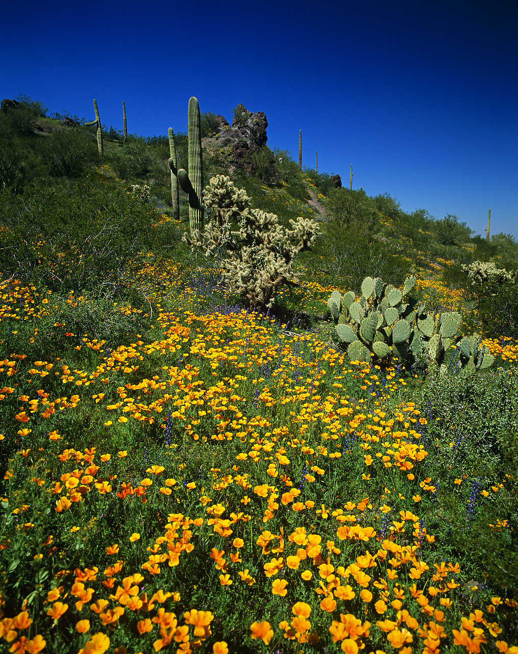 #980612-1 - Mexican Poppies, Picacho Peak State Park, Arizona, USA