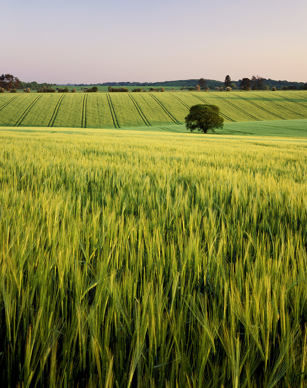 #980676-6 - Field of Barley & Tree, Keysley Down, Wiltshire,
England