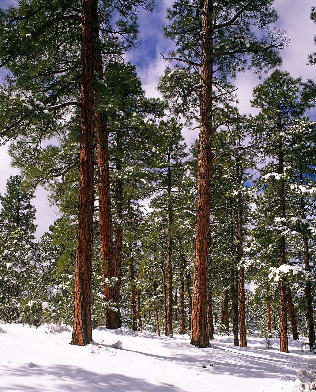 #980783-1 - Ponderosa Pine Trees in Winter, Grand Canyon National Park, Arizona, USA
