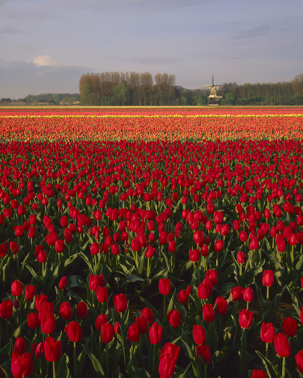 #990316-3 - Field of Tulips & Windmill, Lisse, Holland