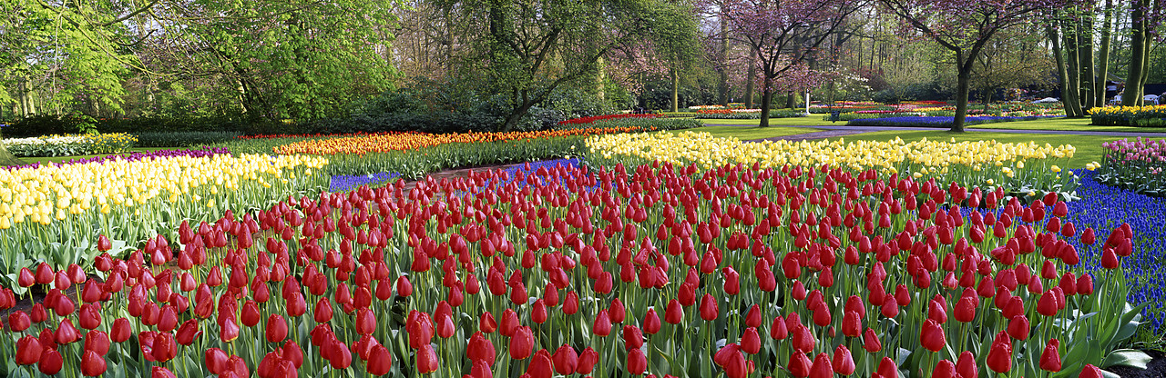 #990342-2 - Keukenhof Gardens in Spring, Lisse, Holland