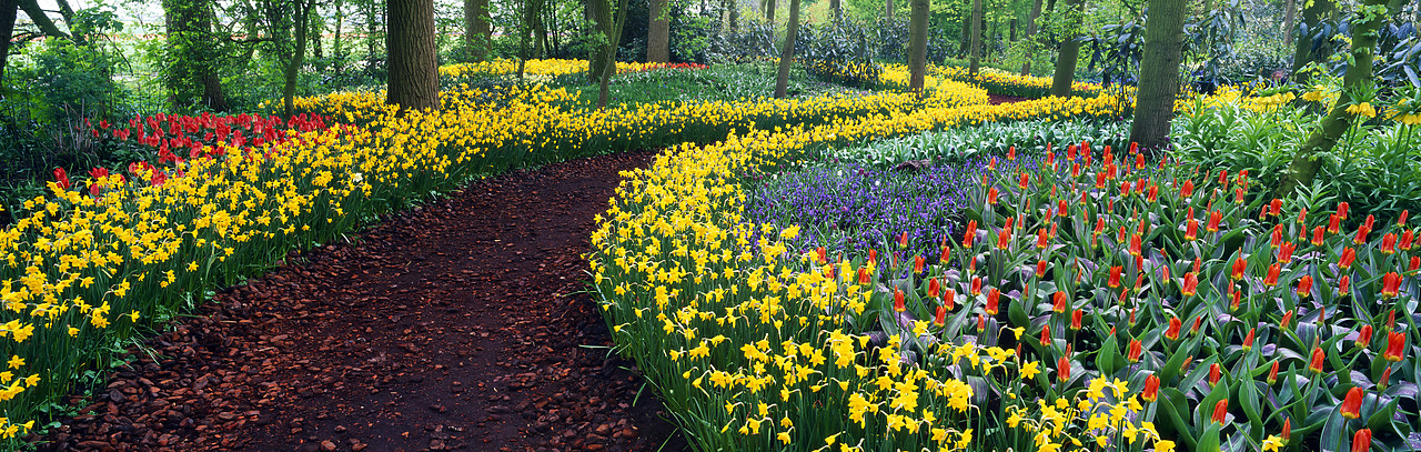 #990343-2 - Daffodil Path, Keukenhof, Lisse, Holland