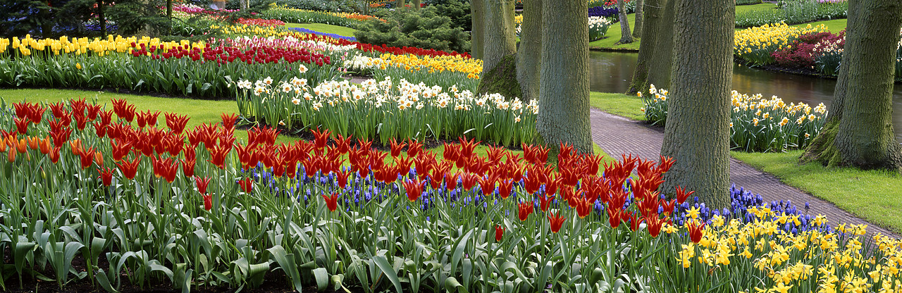 #990344-1 - Keukenhof Gardens in Spring, Lisse, Holland