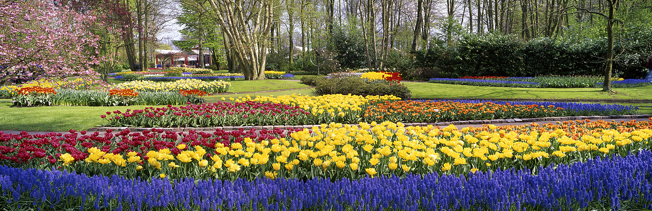 #990352-3 - Keukenhof Gardens, Lisse, Holland