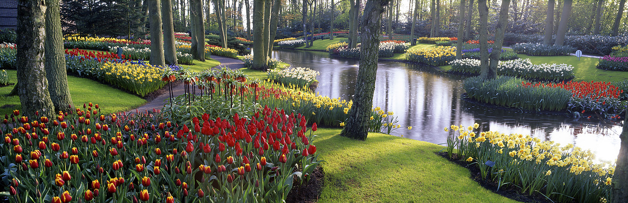 #990366-3 - Keukenhof Gardens in Spring, Lisse, Holland