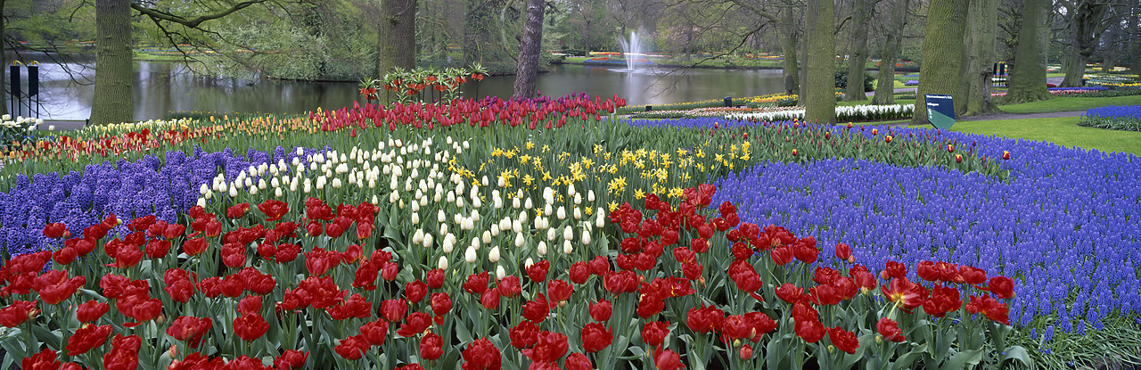 #990368-5 - Keukenhof Gardens in Spring, Lisse, Holland