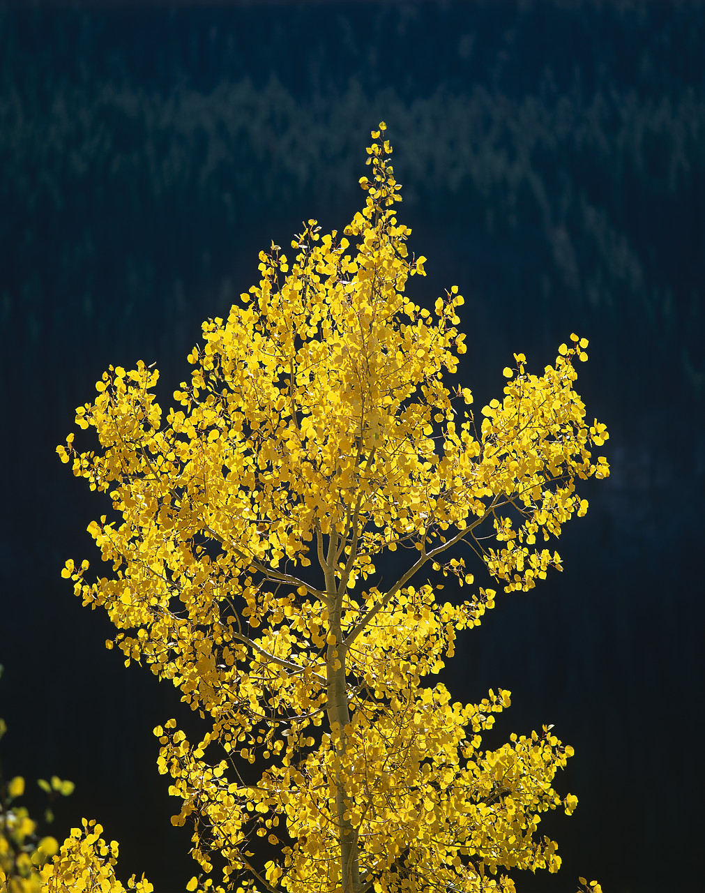 #990620-1 - Back-lit Aspen Tree, San Juan National Forest, Colorado, USA